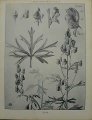 Dekorativní grafika - flora - ACONIT (29x38cm)
