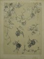 Dekorativn grafika - flora - PASSIFLORE (29x38cm)