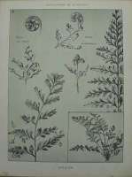 Dekorativn grafika - flora - ASCLPIUM (29x38cm)