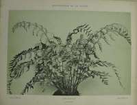 Dekorativn grafika - flora - ASCLPIUM (29x38cm)