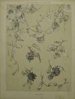 Dekorativn grafika - flora - PASSIFLORE (29x38cm)