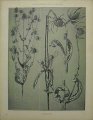 Dekorativn grafika - flora - CARDRE (29x38cm)
