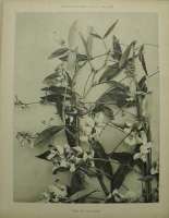 Dekorativn grafika - flora - POIS DE SENTEUR (29x38cm)