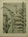 Dekorativní grafika - flora - ARTICHAUT (29x38cm)