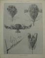 Dekorativn grafika - flora - CAROTTE SAUVAGE (29x38cm)