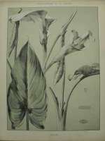 Dekorativn grafika - flora - ARUM (29x38cm)