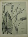 Dekorativní grafika - flora - ARUM (29x38cm)