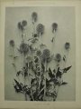 Dekorativn grafika - flora - BOULETTE AZURE (29x38cm)