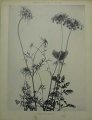 Dekorativn grafika - flora - CAROTTE SAUVAGE (29x38cm)