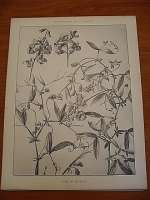 Dekorativn grafika - flora - POIS DE SENTEUR
