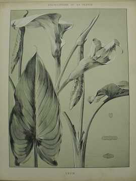 Dekorativn grafika - flora - ARUM (29x38cm) - Kliknutm zavt