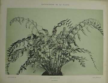 Dekorativn grafika - flora - ASCLPIUM (29x38cm) - Kliknutm zavt