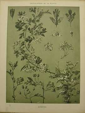Dekorativn grafika - flora - AUBPINE (29x38cm) - Kliknutm zavt