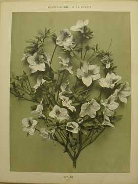 Dekorativn grafika - flora - AZALE (29x38cm) - Kliknutm zavt