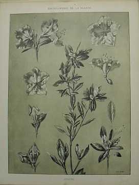 Dekorativn grafika - flora - AZALE (29x38cm) - Kliknutm zavt