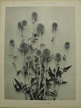 Dekorativn grafika - flora - BOULETTE AZURE (29x38cm) - Kliknutm zavt