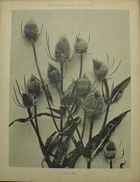 Dekorativn grafika - flora - CARDRE (29x38cm) - Kliknutm zavt