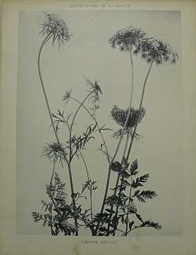Dekorativn grafika - flora - CAROTTE SAUVAGE (29x38cm) - Kliknutm zavt