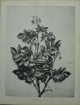 Dekorativn grafika - flora - POMME DE TERRE (29x38cm) - Kliknutm zavt