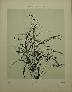 Dekorativn grafika - flora - PTERYS (29x38cm) - Kliknutm zavt