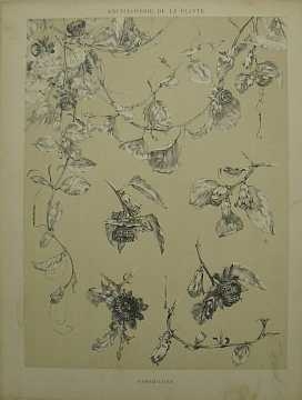 Dekorativn grafika - flora - PASSIFLORE (29x38cm) - Kliknutm zavt