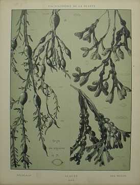 Dekorativn grafika - flora - ALGUES (29x38cm) - Kliknutm zavt