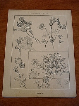 Dekorativn grafika - flora - PRIMEVRE - Kliknutm zavt