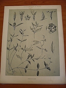 Dekorativn grafika - flora - PERVENCHE - Kliknutm zavt