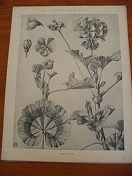 Dekorativn grafika - flora - GRANIUM - Kliknutm zavt