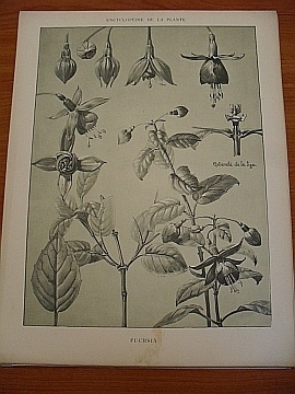 Dekorativn grafika - flora - FUCHSIA - Kliknutm zavt