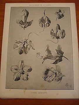 Dekorativn grafika - flora - COBE GRIMPANTE - Kliknutm zavt