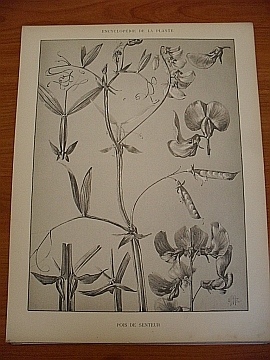 Dekorativn grafika - flora - POIS DE SENTEUR - Kliknutm zavt
