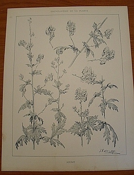 Dekorativn grafika - flora - ACONIT - Kliknutm zavt