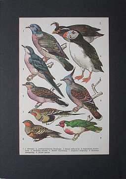 Reprodukce v paspart - ptci - Kliknutm zavt